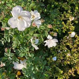 Meet Your Seller 👋💕